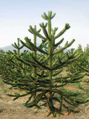 Araucaria araucana Robusta Gheri selection 2