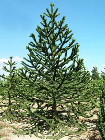 Araucaria araucana Robusta Gheri selection