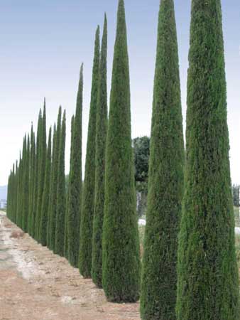 Cupressus sempervirens pyramidalis