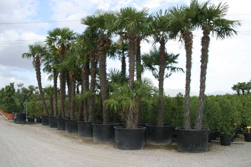 Trachycarpus fortunei (Chamaerops excelsa)