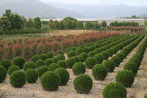 Buxus Faulkner