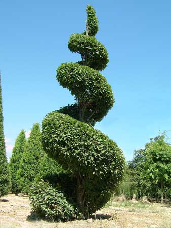 Carpinus Betulus Fastigiata Spiral