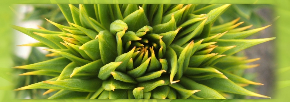 Araucaria araucana - detail