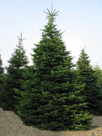 Abies nordmanniana