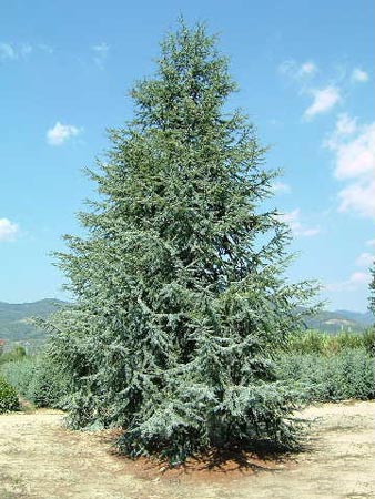 Cedrus atlantica