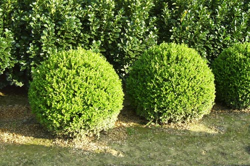 Buxus macrophylla