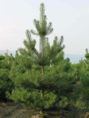 Pinus sylvestris