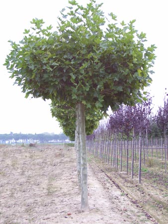 Platanus acerifolia