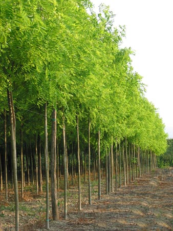 Robinia pseudoacacia