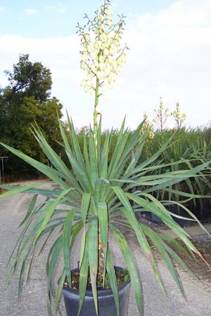 Yucca gloriosa