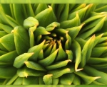 Araucaria araucana - detail